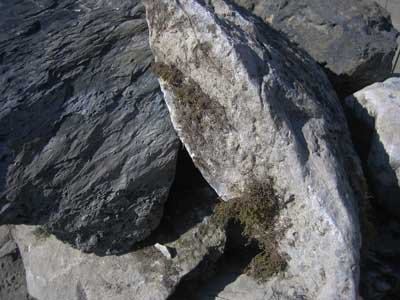 Moss-Rock-Closeup